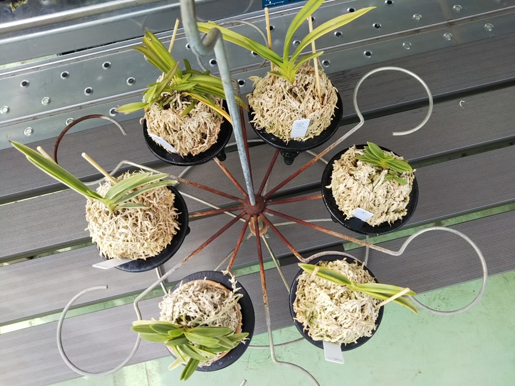 f:id:bontosyougatu:20180909224247j:plain