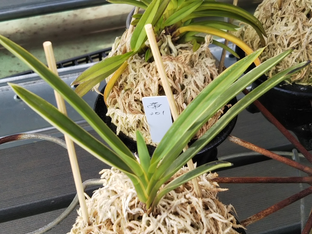 f:id:bontosyougatu:20180909224313j:plain