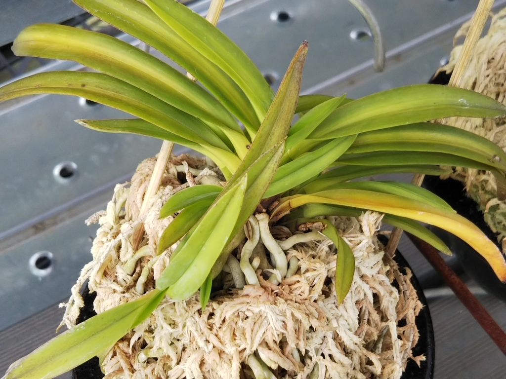 f:id:bontosyougatu:20180909224346j:plain