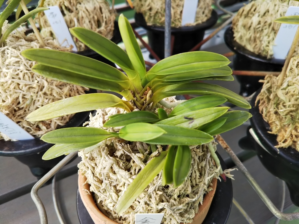 f:id:bontosyougatu:20180909224412j:plain