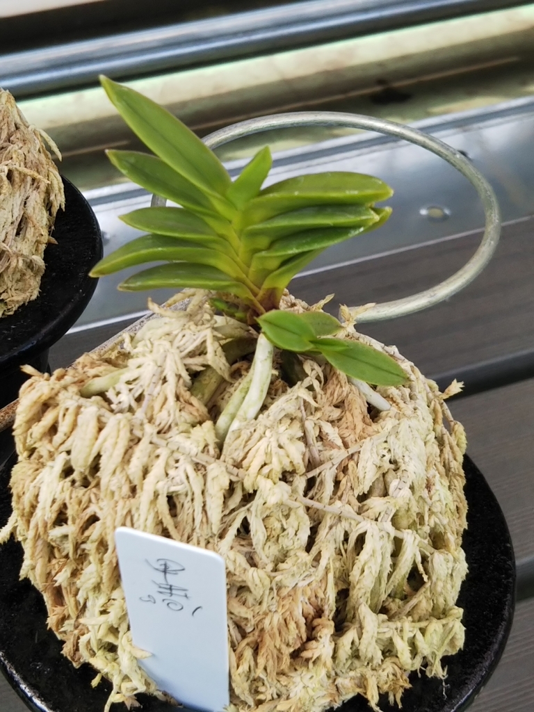 f:id:bontosyougatu:20180909224435j:plain