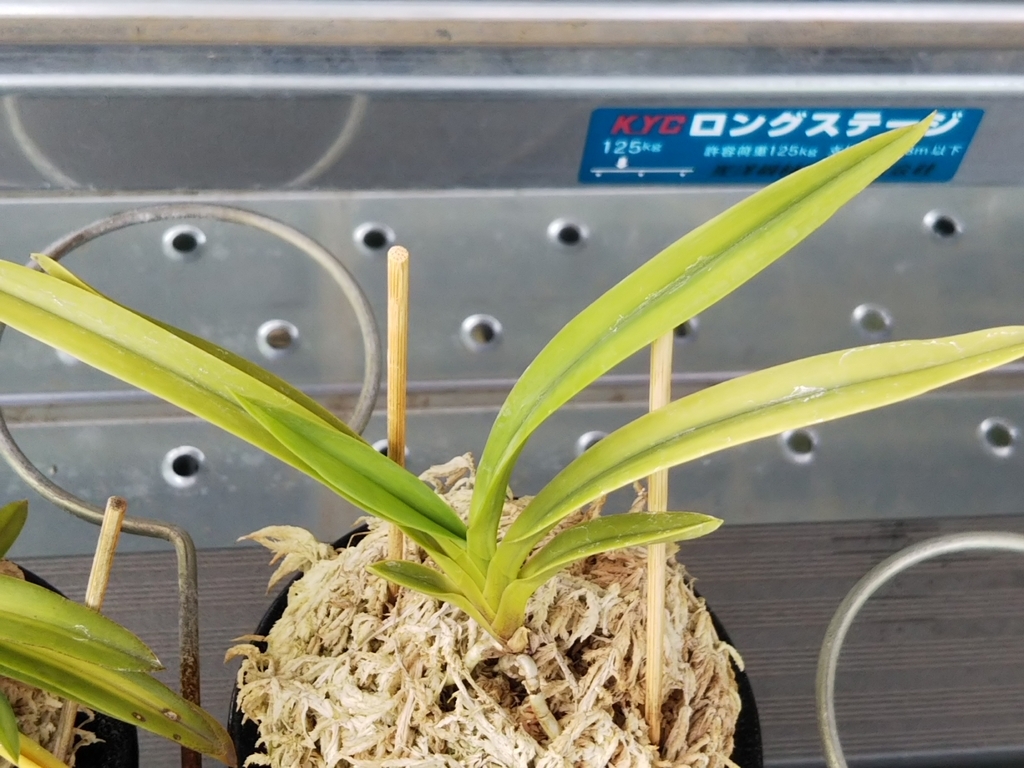 f:id:bontosyougatu:20180909224520j:plain