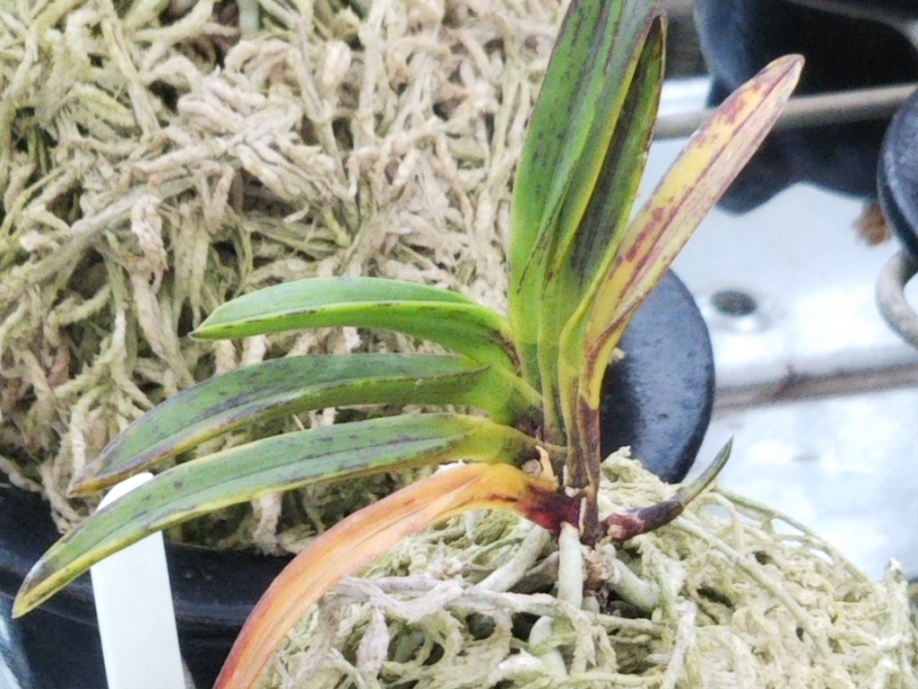 f:id:bontosyougatu:20180929162414j:plain f:id:bontosyougatu:20180929162414j:plain