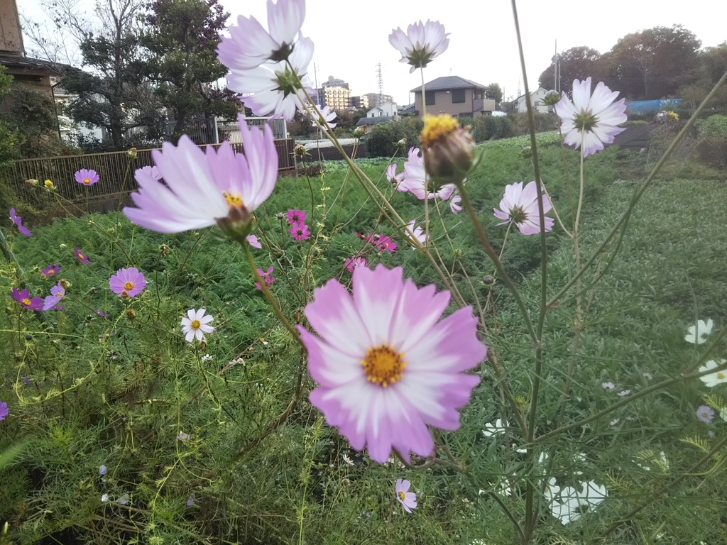 f:id:bontosyougatu:20181115215544j:plain