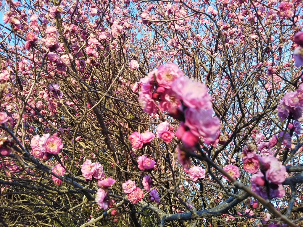 f:id:bontosyougatu:20190126205257j:plain