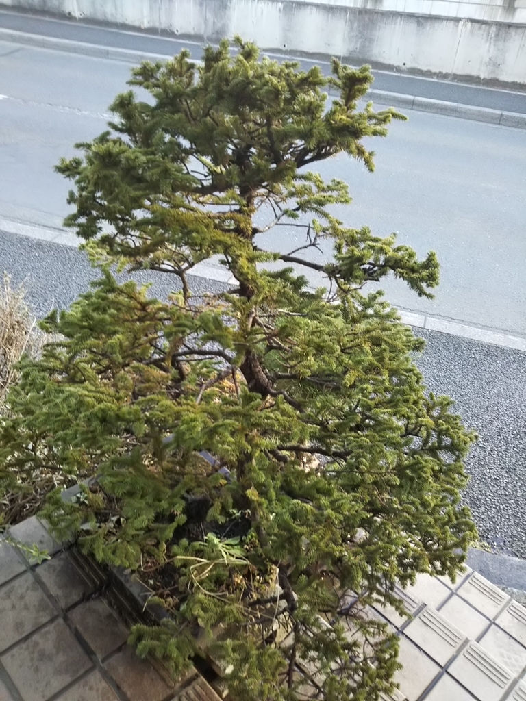f:id:bontosyougatu:20190130213127j:plain