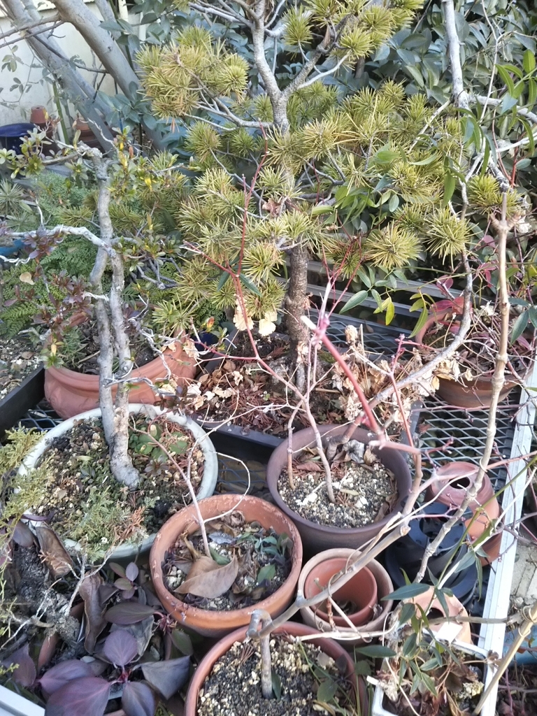 f:id:bontosyougatu:20190130213315j:plain