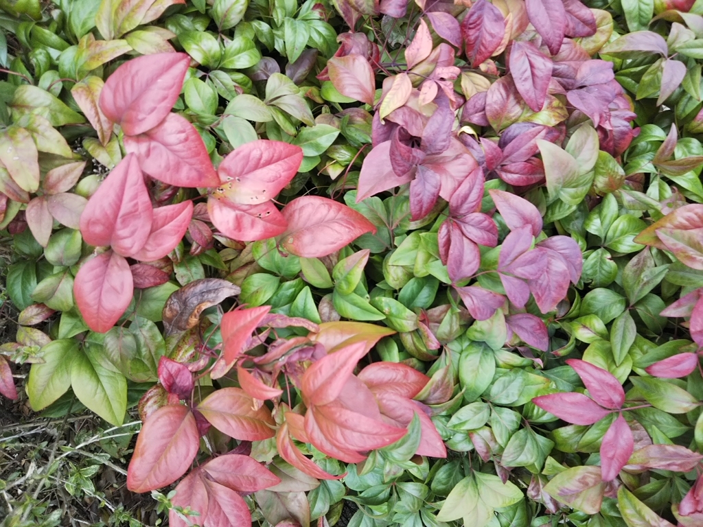 f:id:bontosyougatu:20190213205500j:plain