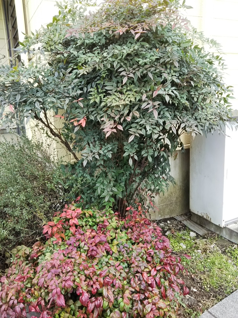 f:id:bontosyougatu:20190213205531j:plain