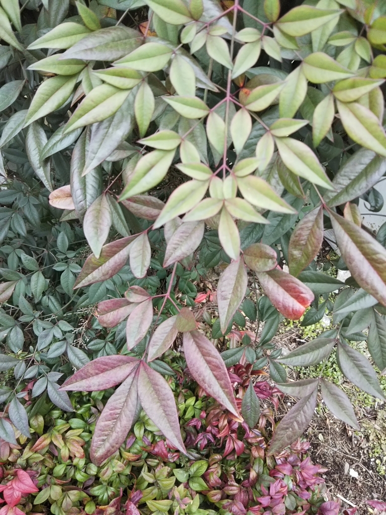 f:id:bontosyougatu:20190213205602j:plain