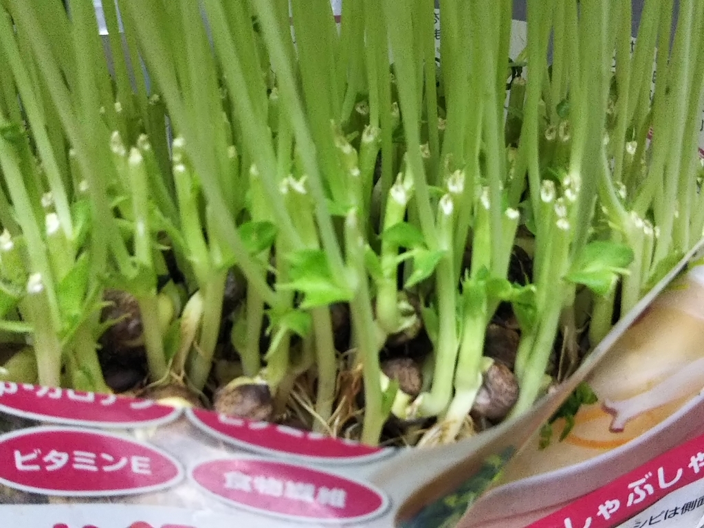f:id:bontosyougatu:20190220215523j:plain