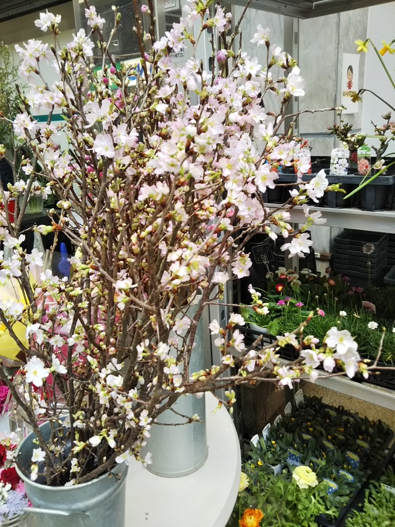 f:id:bontosyougatu:20190305215814j:plain f:id:bontosyougatu:20190305215814j:plain