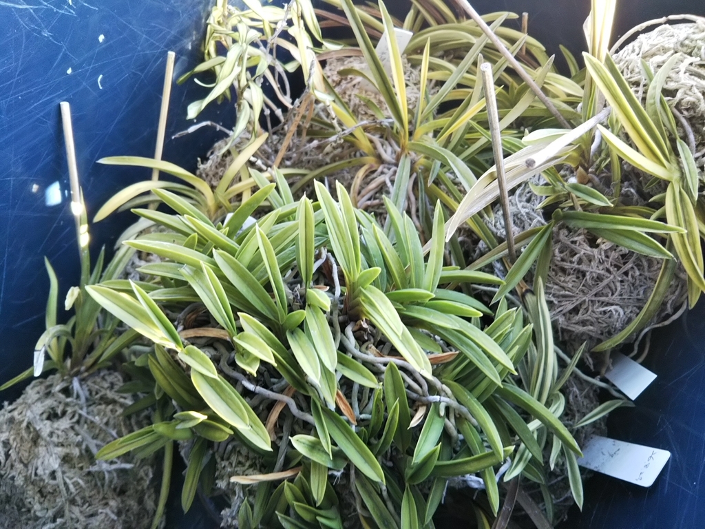 f:id:bontosyougatu:20190308154408j:plain