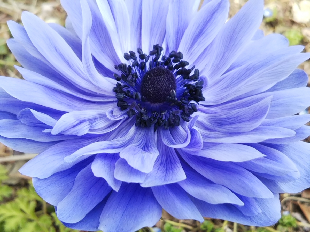 f:id:bontosyougatu:20190319204717j:plain f:id:bontosyougatu:20190319204717j:plain