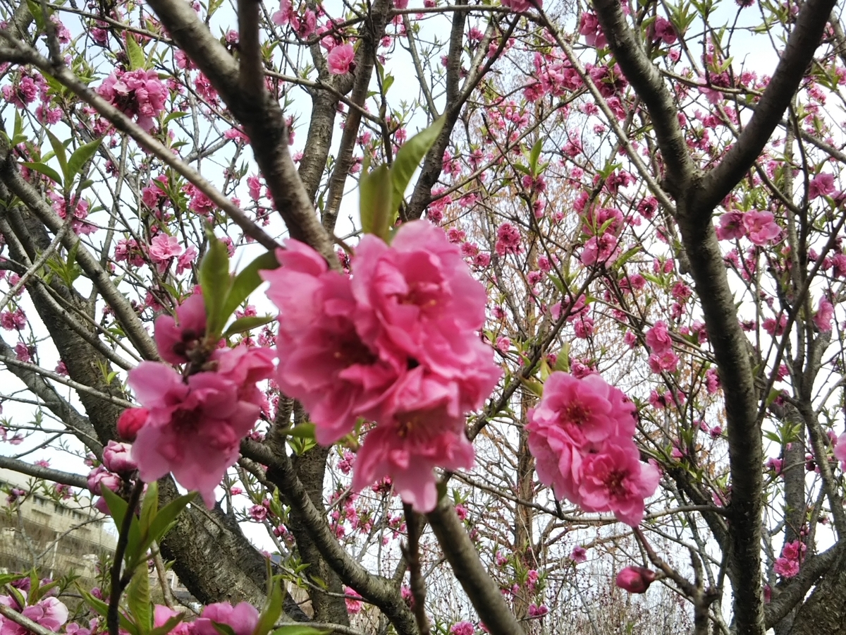 f:id:bontosyougatu:20190319204810j:plain f:id:bontosyougatu:20190319204810j:plain