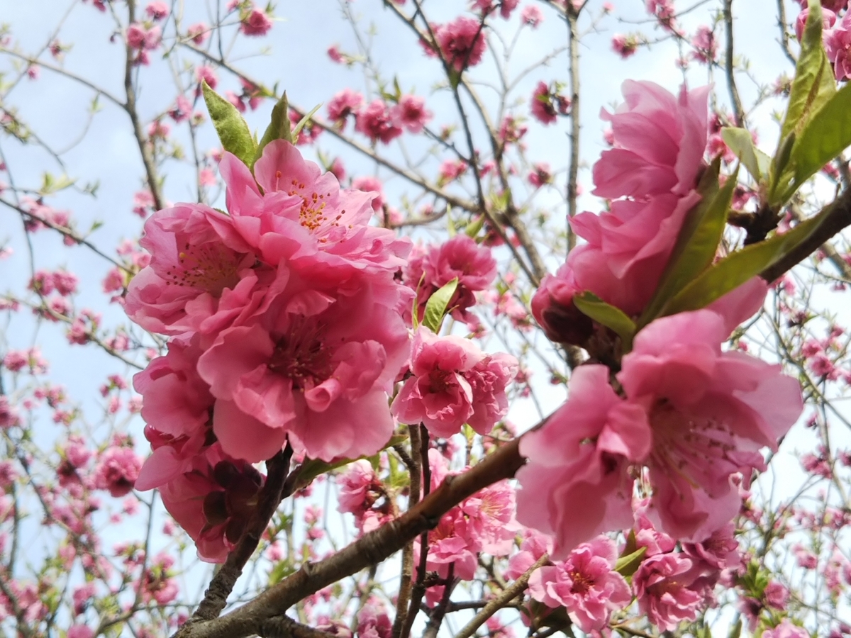 f:id:bontosyougatu:20190319204842j:plain f:id:bontosyougatu:20190319204842j:plain
