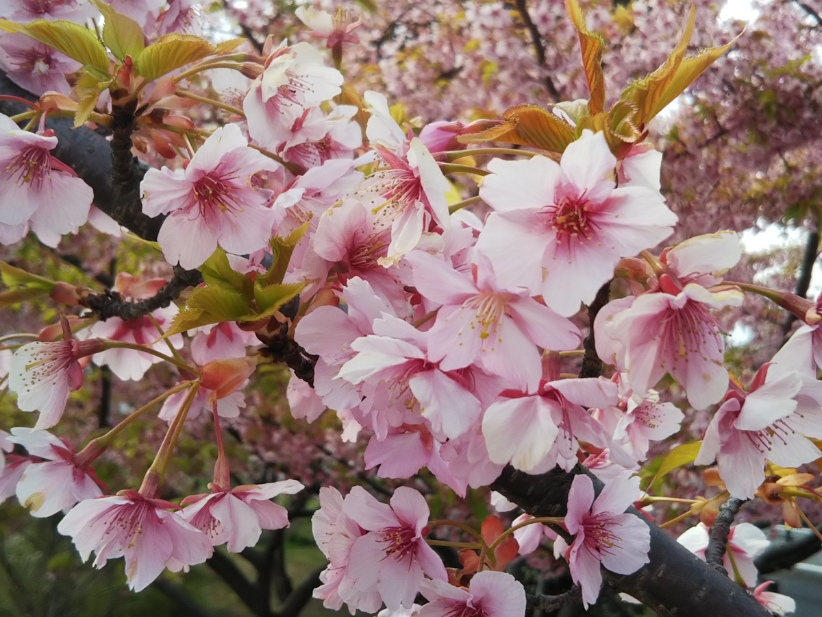 f:id:bontosyougatu:20190319204911j:plain f:id:bontosyougatu:20190319204911j:plain