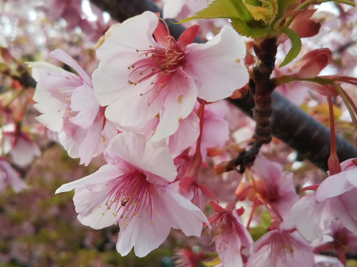 f:id:bontosyougatu:20190319204937j:plain f:id:bontosyougatu:20190319204937j:plain