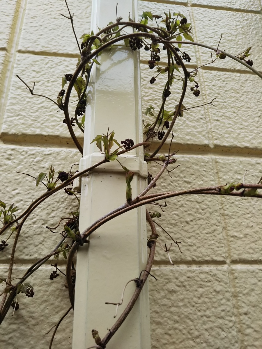 f:id:bontosyougatu:20190321133750j:plain f:id:bontosyougatu:20190321133750j:plain