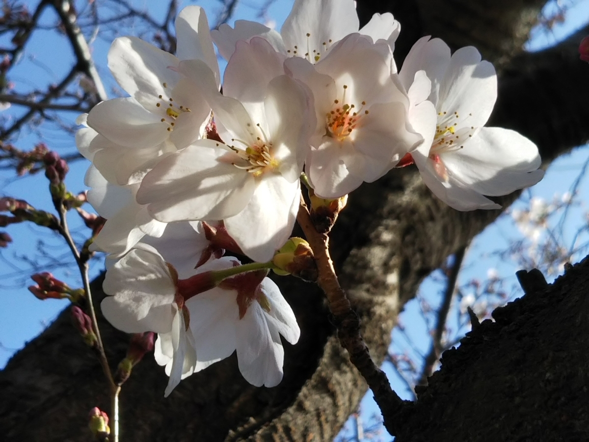 f:id:bontosyougatu:20190326212456j:plain