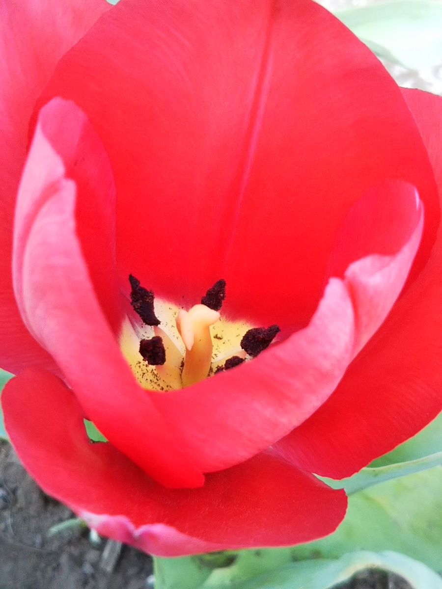f:id:bontosyougatu:20190327212045j:plain