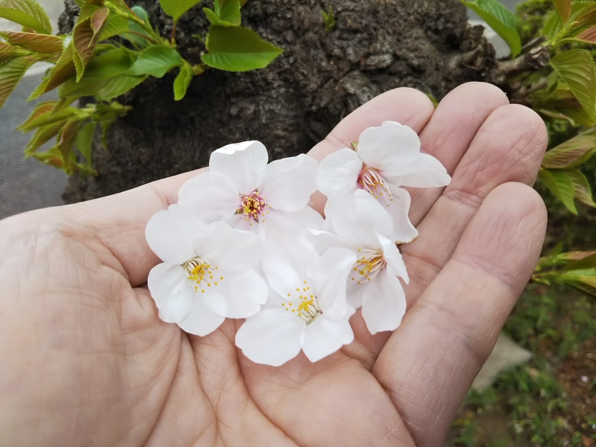 f:id:bontosyougatu:20190329214726j:plain