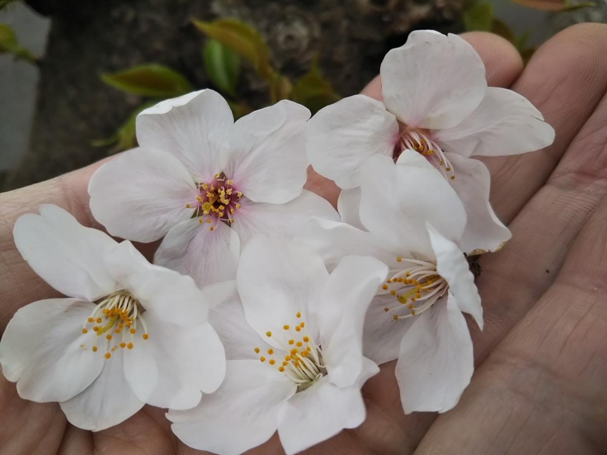f:id:bontosyougatu:20190329214758j:plain