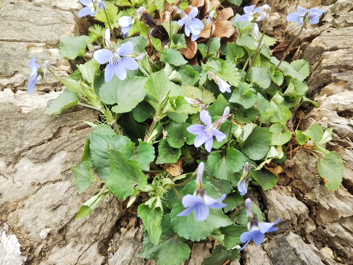 f:id:bontosyougatu:20190329214936j:plain