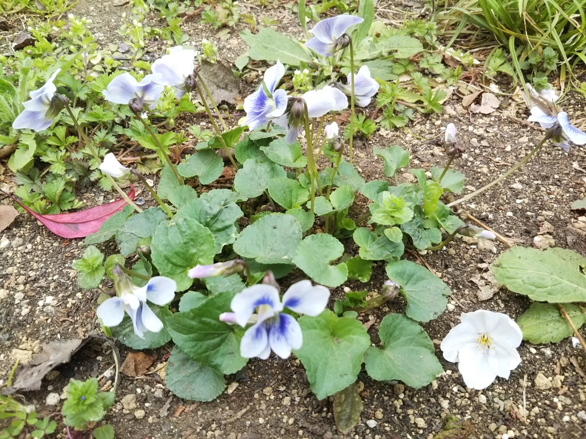 f:id:bontosyougatu:20190329215002j:plain