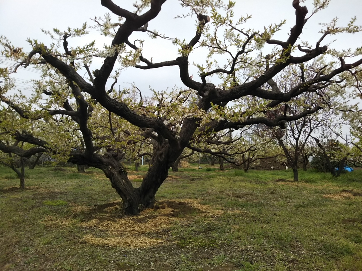 f:id:bontosyougatu:20190330165223j:plain f:id:bontosyougatu:20190330165223j:plain