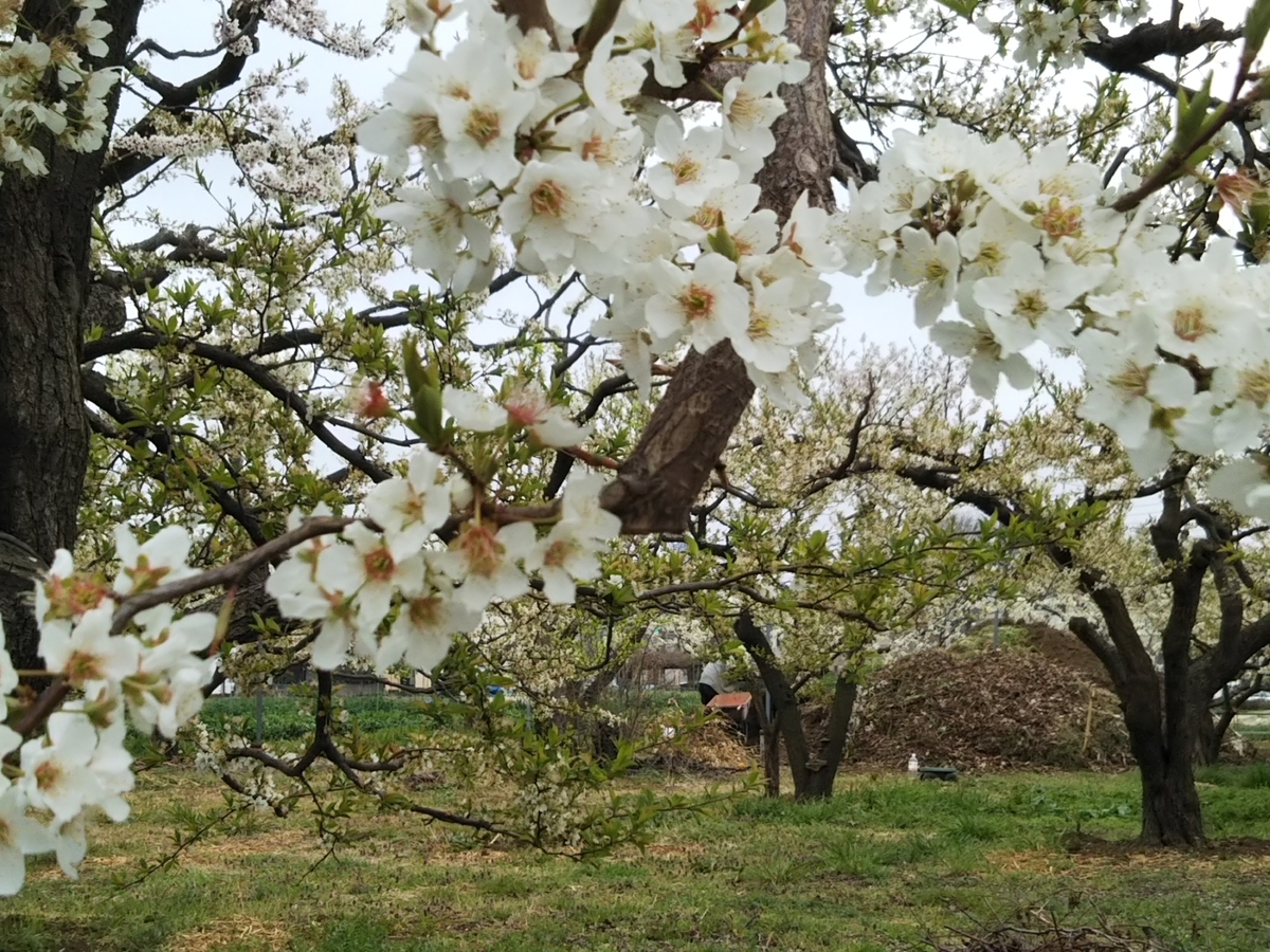 f:id:bontosyougatu:20190330165258j:plain f:id:bontosyougatu:20190330165258j:plain
