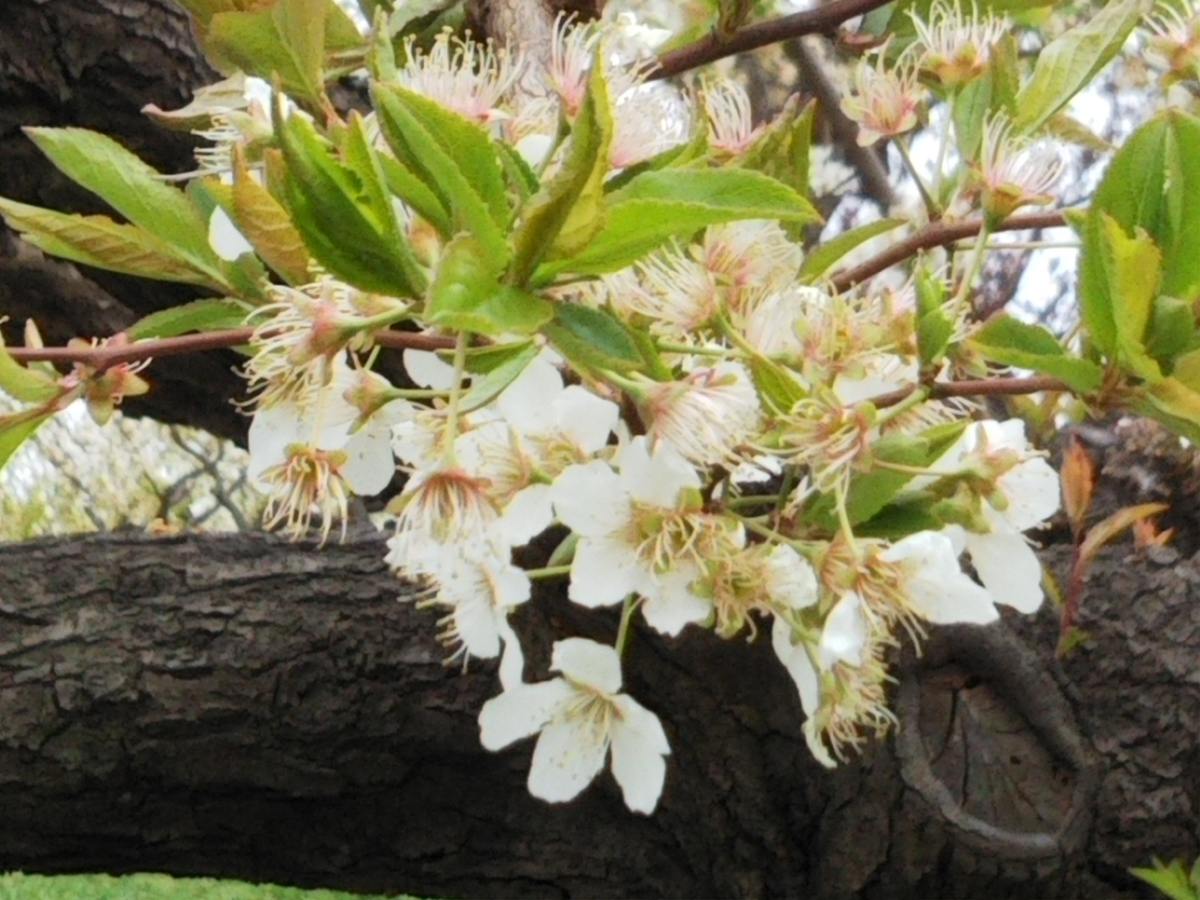 f:id:bontosyougatu:20190330165325j:plain f:id:bontosyougatu:20190330165325j:plain
