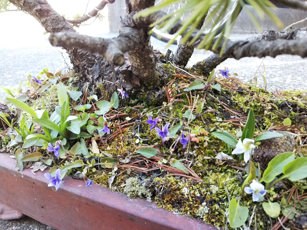 f:id:bontosyougatu:20190413172658j:plain