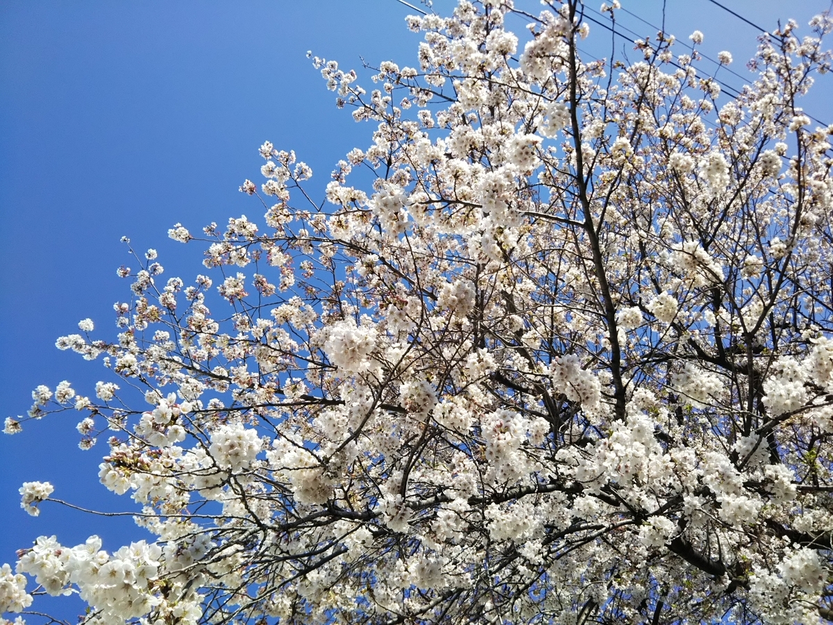 f:id:bontosyougatu:20190413172850j:plain