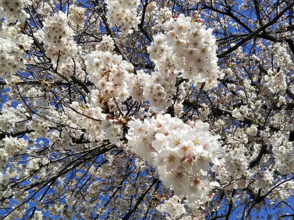 f:id:bontosyougatu:20190413172919j:plain