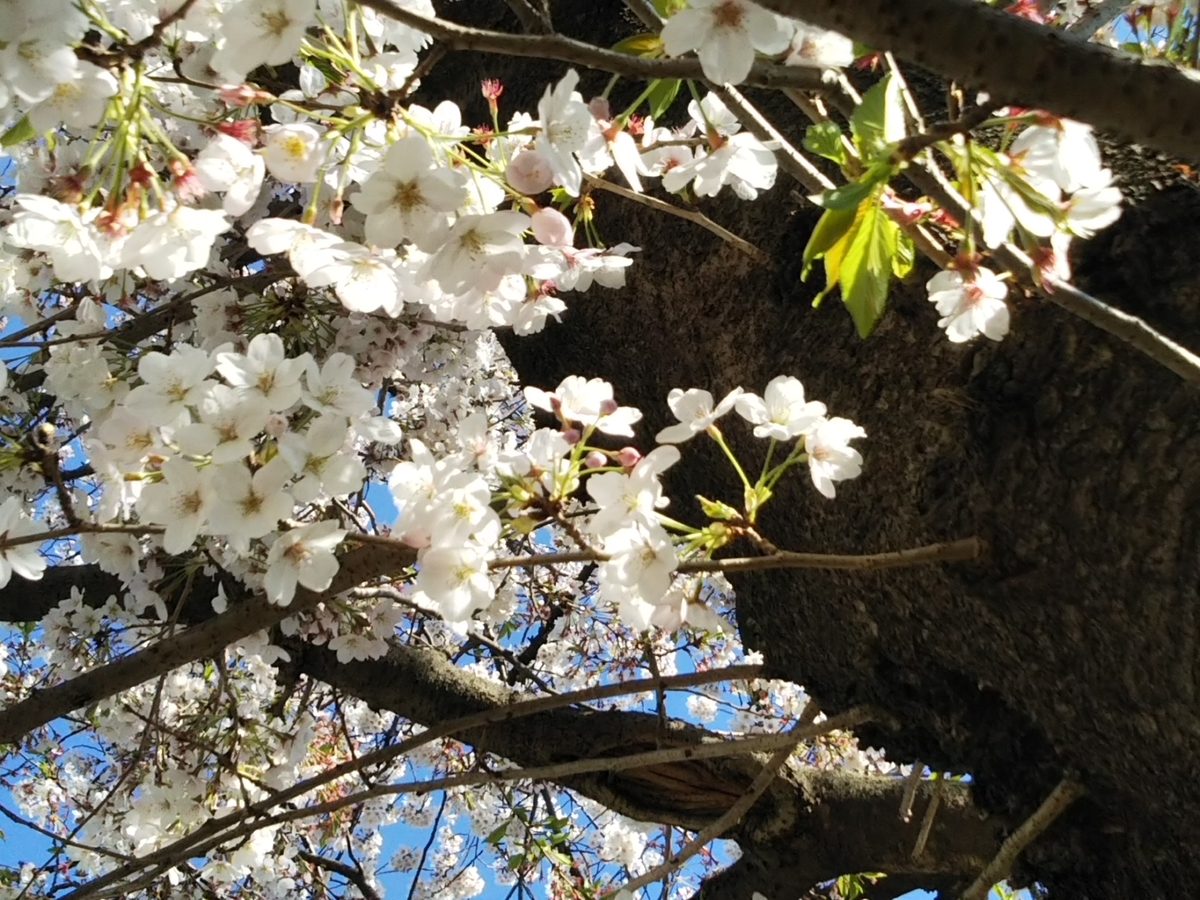 f:id:bontosyougatu:20190413172953j:plain