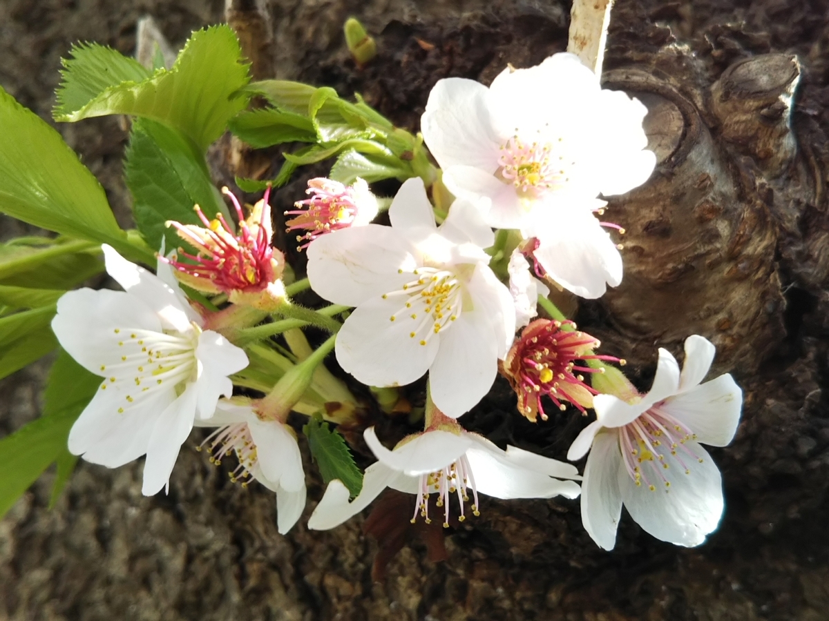 f:id:bontosyougatu:20190413173023j:plain