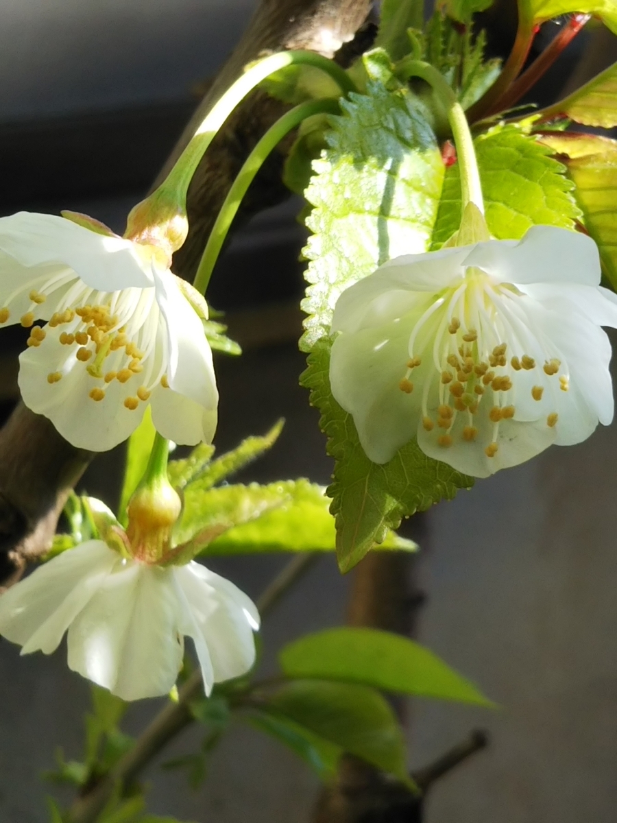 f:id:bontosyougatu:20190414205415j:plain f:id:bontosyougatu:20190414205415j:plain