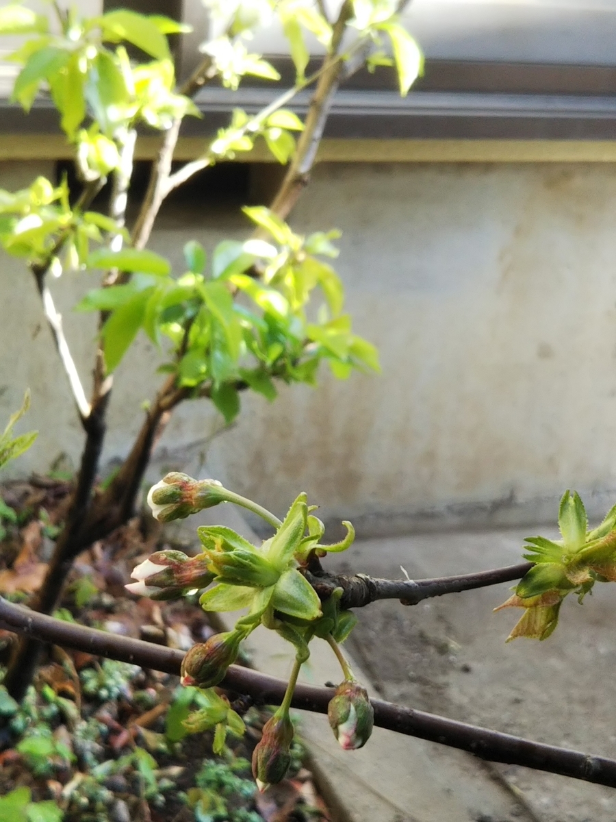 f:id:bontosyougatu:20190414205457j:plain f:id:bontosyougatu:20190414205457j:plain