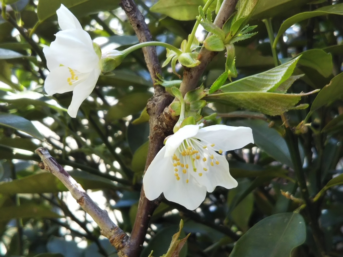 f:id:bontosyougatu:20190414205525j:plain f:id:bontosyougatu:20190414205525j:plain