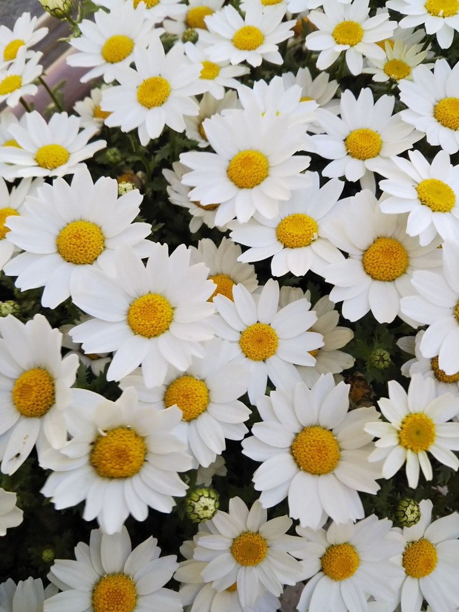 f:id:bontosyougatu:20190414205620j:plain f:id:bontosyougatu:20190414205620j:plain