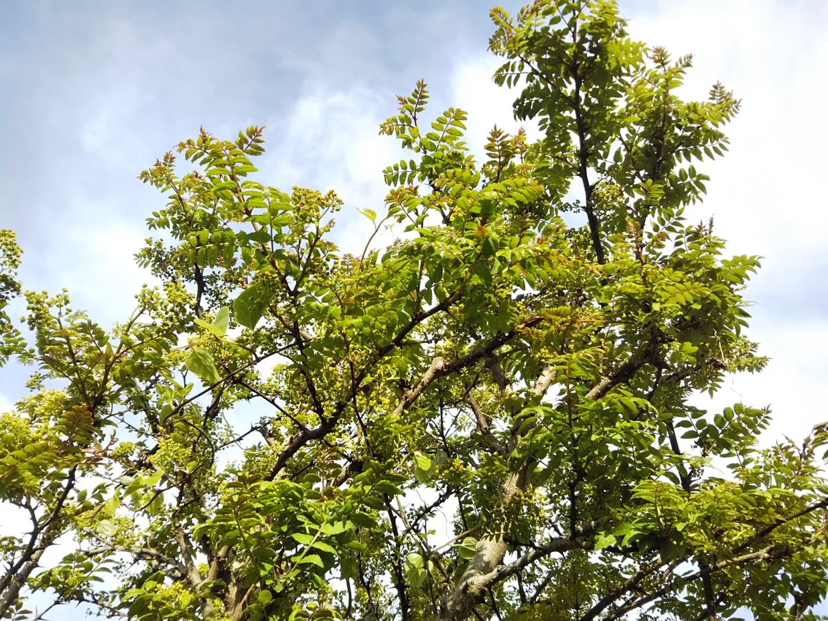 f:id:bontosyougatu:20190415214451j:plain f:id:bontosyougatu:20190415214451j:plain