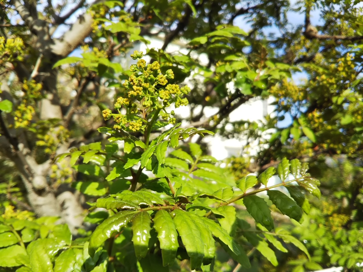 f:id:bontosyougatu:20190415214828j:plain f:id:bontosyougatu:20190415214828j:plain