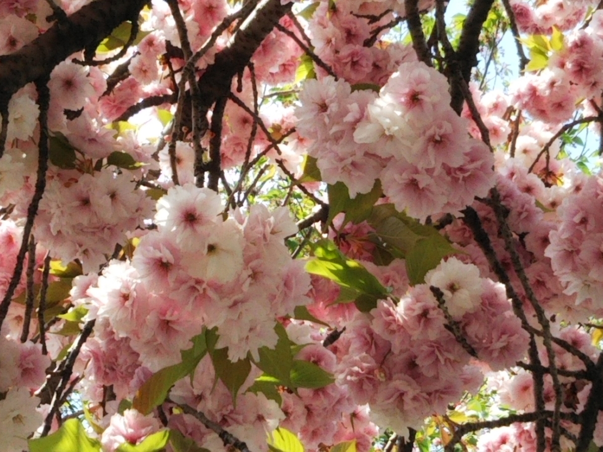 f:id:bontosyougatu:20190421221659j:plain f:id:bontosyougatu:20190421221659j:plain