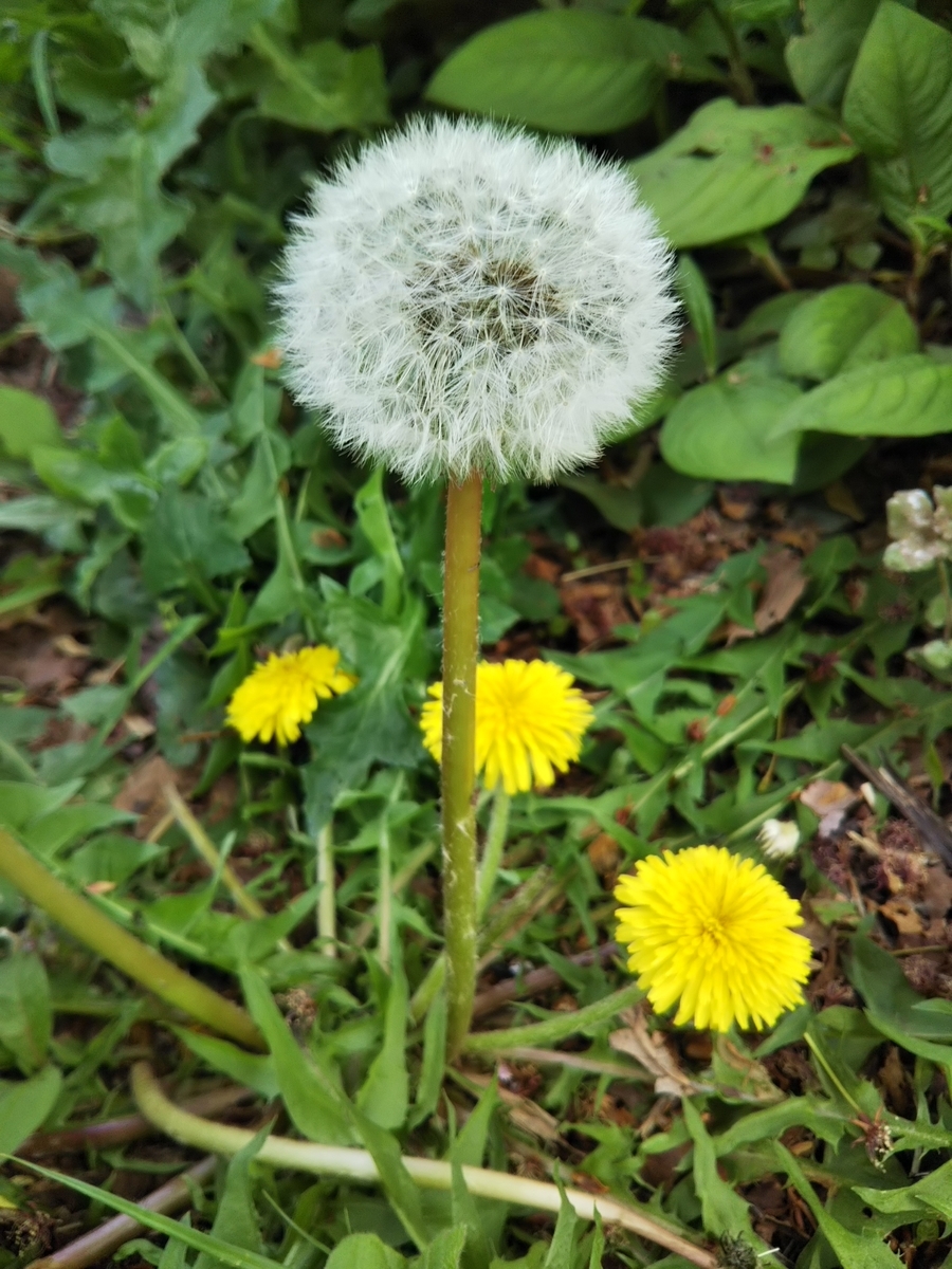 f:id:bontosyougatu:20190421221729j:plain f:id:bontosyougatu:20190421221729j:plain