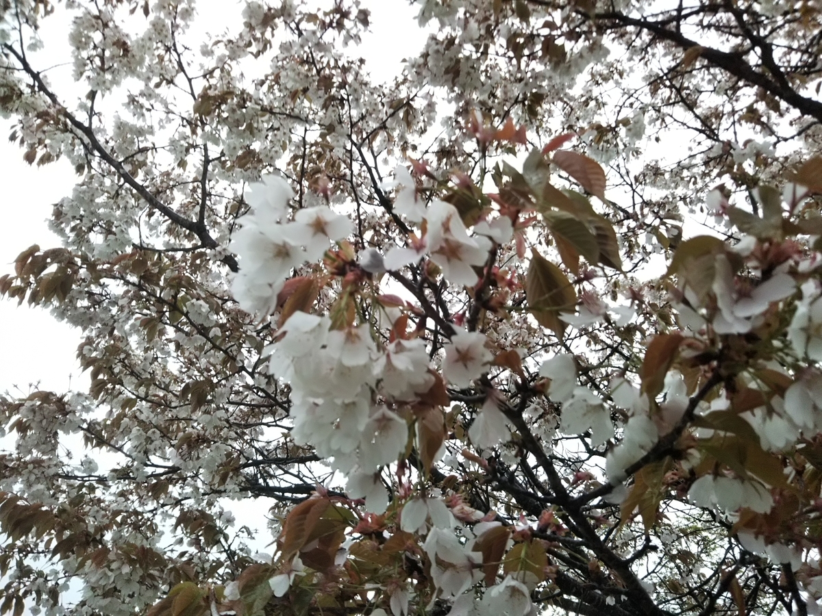 f:id:bontosyougatu:20190427142005j:plain f:id:bontosyougatu:20190427142005j:plain