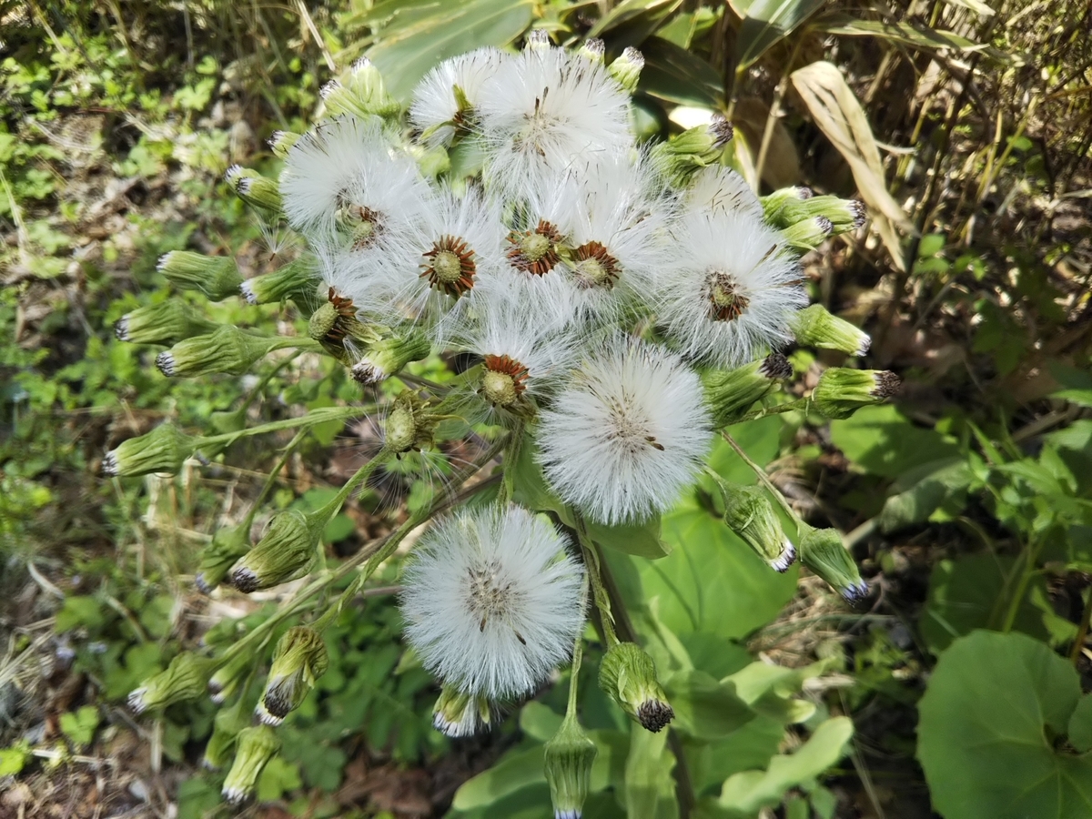 f:id:bontosyougatu:20190428150857j:plain