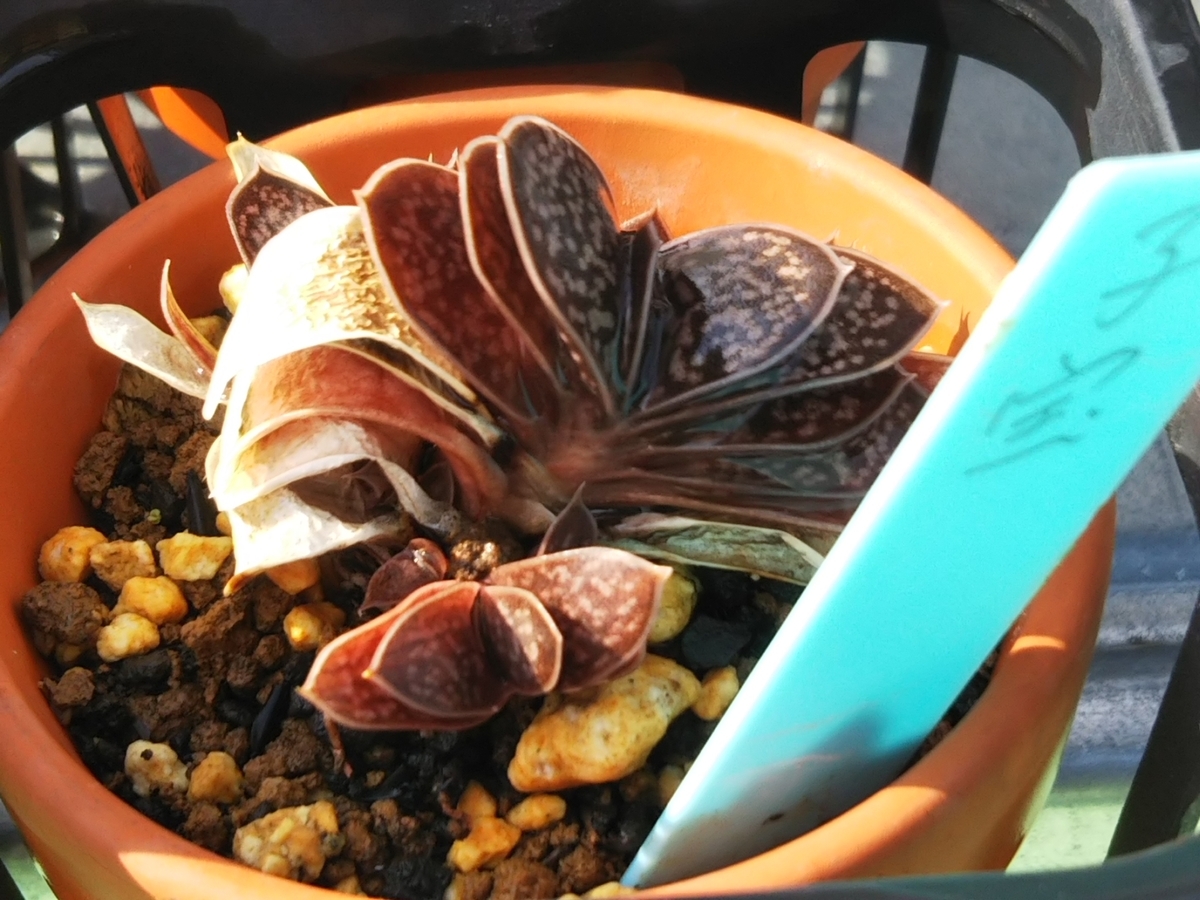 f:id:bontosyougatu:20190511135603j:plain f:id:bontosyougatu:20190511135603j:plain
