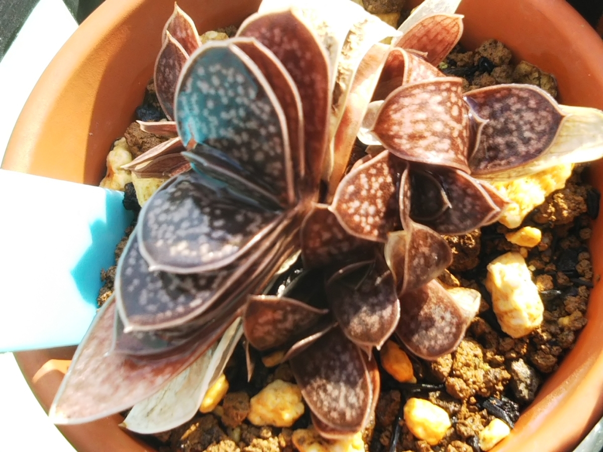 f:id:bontosyougatu:20190511135630j:plain f:id:bontosyougatu:20190511135630j:plain