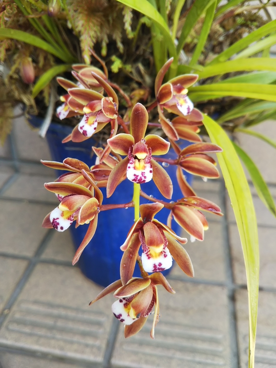 f:id:bontosyougatu:20190511135841j:plain f:id:bontosyougatu:20190511135841j:plain